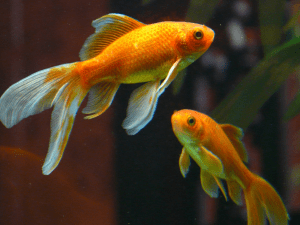 Poissons d'aquarium